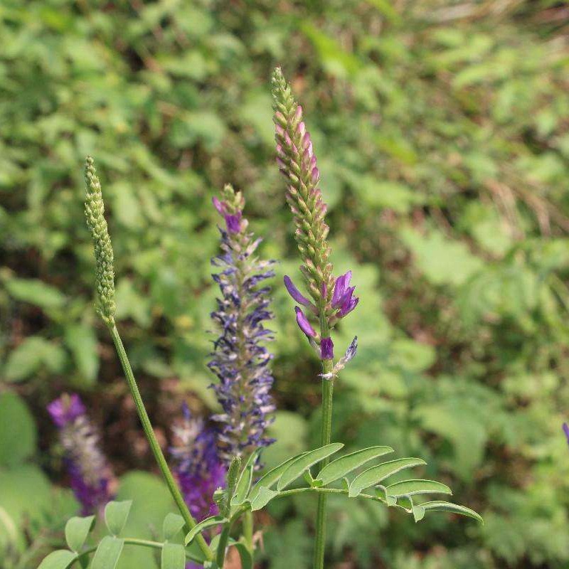 紅豆草的栽培技術與管理方法