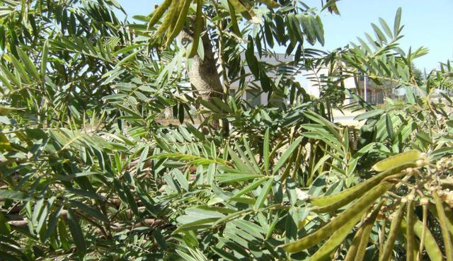 毛豆常見，山毛豆種植技術有哪些？