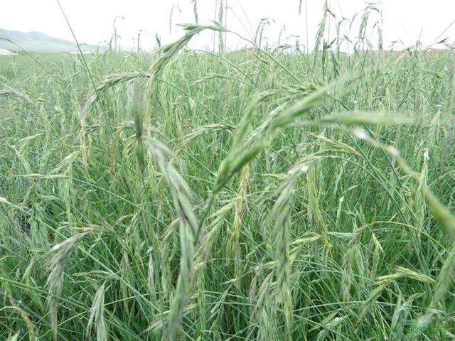 種植披堿草產量高必須掌握了這兩個方法