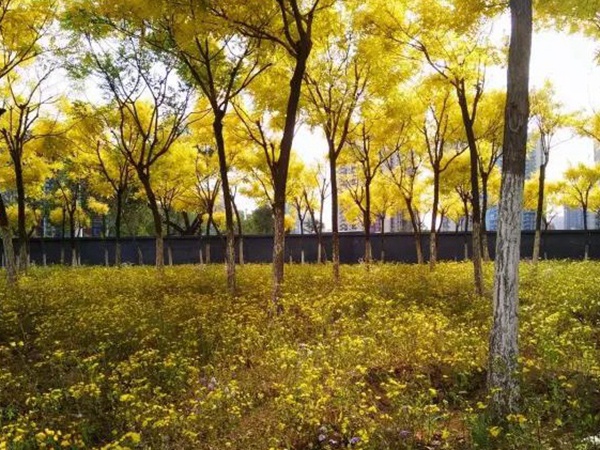 苦荬菜簡單介紹與營養(yǎng)價值