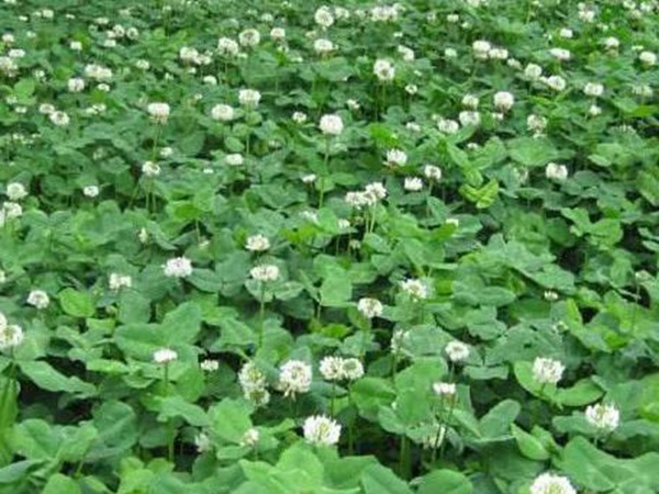 白三葉栽培管理方法及飼用價值