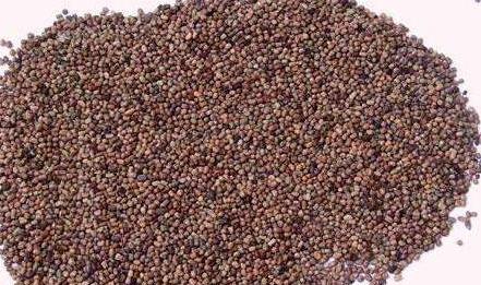 優質牧草—馬棘經濟價值以及播種環境