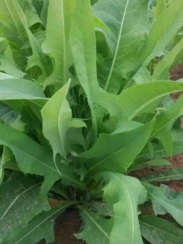 苦荬菜的栽培技術與播種方法