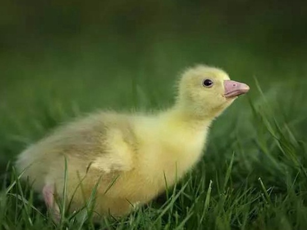 優(yōu)質(zhì)牧草種子一年生黑麥草栽培技術(shù)與播種方法