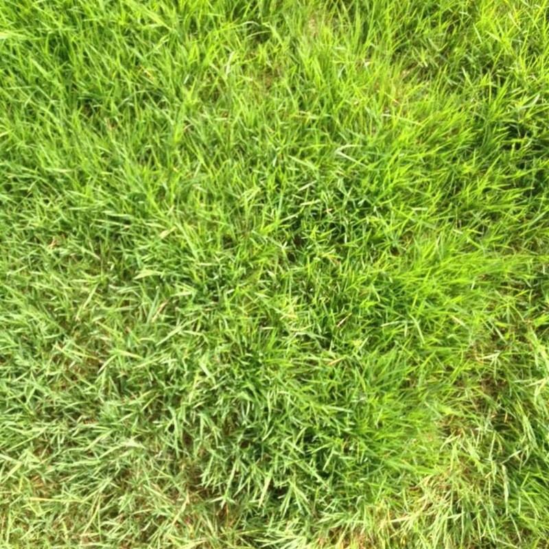 剪股穎綠化草坪種子草簡介基本介紹