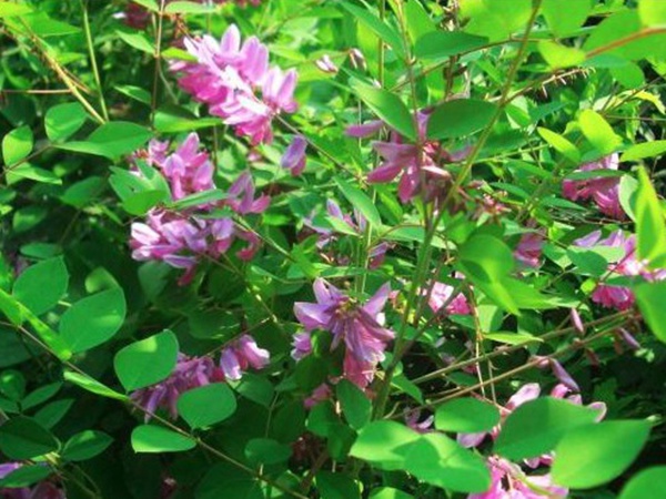 多花木蘭--常用護坡灌木種子栽培技術