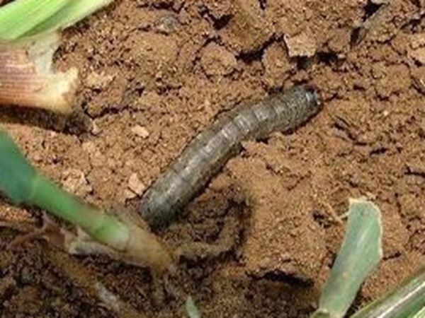 種植墨西哥玉米有這幾個要點，掌握好這幾個要點獲得高產(chǎn)量