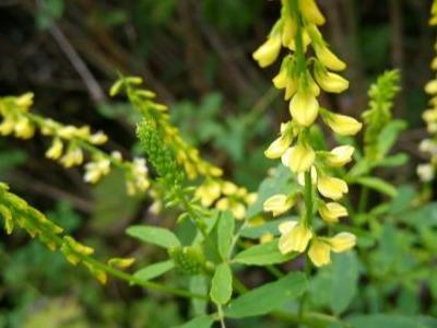 草木犀種植方法及特點(diǎn)介紹，什么時(shí)候種植比較好