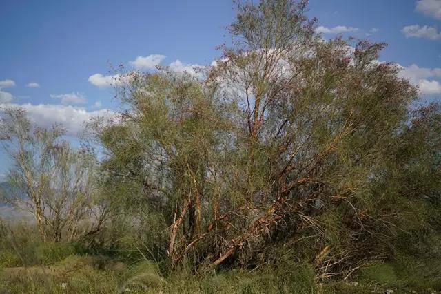 那十七公里的如此美的花棒到底是什么
