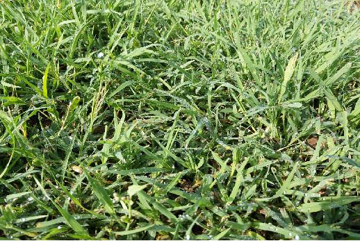 庭院草坪|院子里的天然草坪建植及養護方法 庭院草坪|院子里的天然草坪建植及養護方法