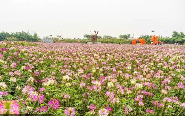 草坪有哪幾種分類你知道嗎？
