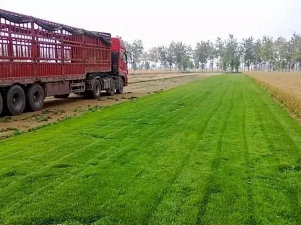 果嶺草與馬尼拉有什么區(qū)別