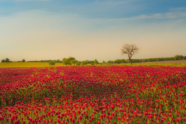紅三葉種植技術(shù)介紹，多樣用處的三葉草