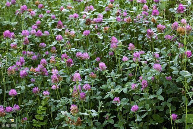 想要紅三葉牧草產(chǎn)量高，應(yīng)該怎么做？