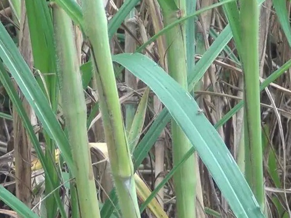 竹鼠粗糧—皇竹草種植方法與播種技術(shù)