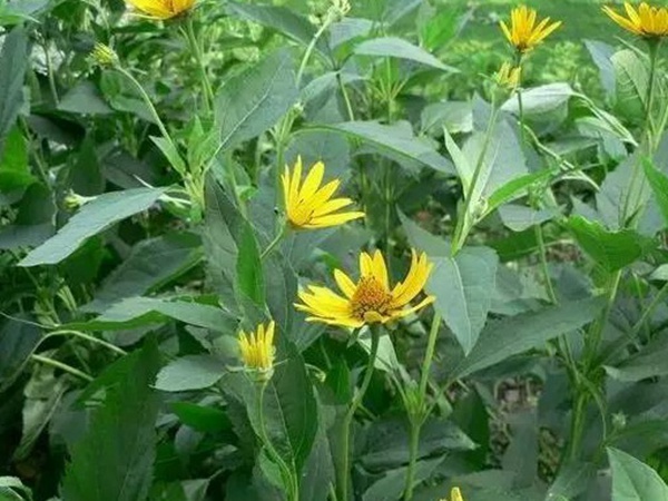 高產量優質牧草種子---串葉松香草