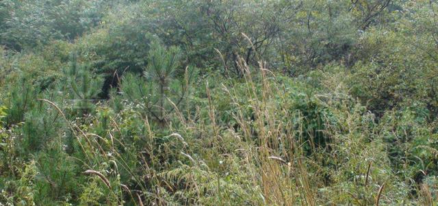 想種植披堿草，又不知道種植方法，這有幾個(gè)方法