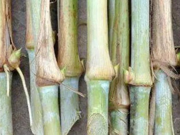 竹鼠粗糧—皇竹草種植方法與播種技術(shù)