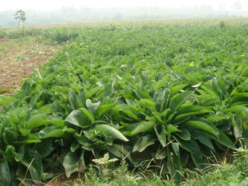 魯梅克斯的前景應用，主要特點是什么？