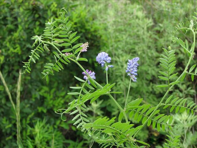 高產牧草種子——毛苕子播種方法