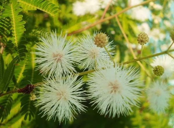賞花——【銀合歡】主要價值