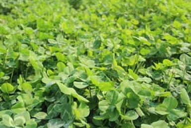 白三葉草栽培方法，這類牧草的栽種有哪些要求？