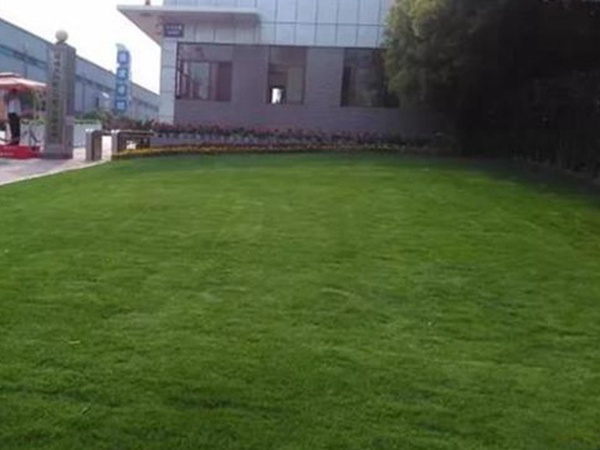 果嶺草草種冬季管理方法以及養護技術的標準