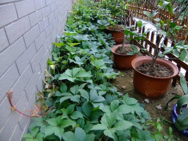 爬山虎也能做盆景?生長能力比較好,抗旱能力不錯 爬山虎也能做盆景?生長能力比較好,抗旱能力不錯