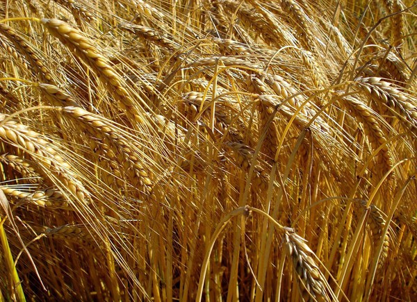 大麥——喂養(yǎng)信鴿的一種非常好的飼料