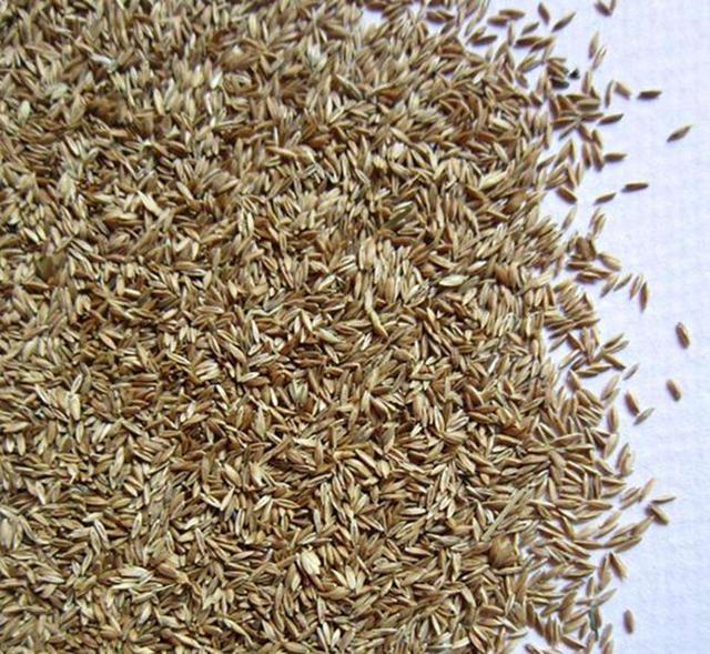 早熟禾優質的草坪草——早熟禾牧草種子