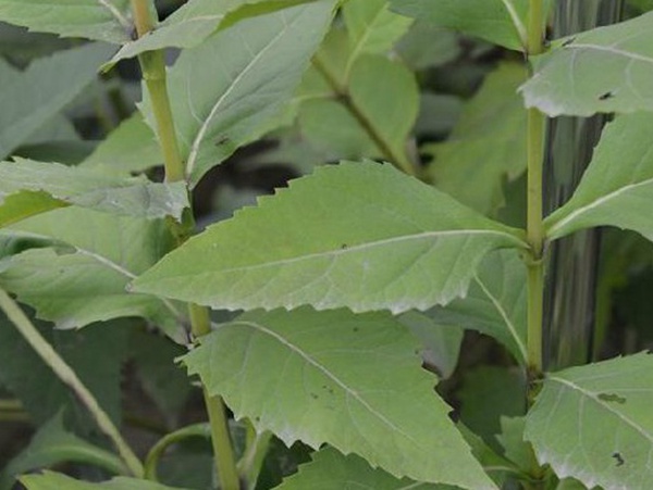 牧草種子介紹丨串葉松香草形態(tài)特征以及主要價值