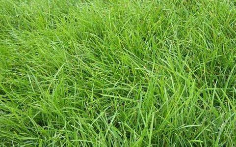 優質牧草種子紫羊茅優點有哪些，還有哪些需要注意的