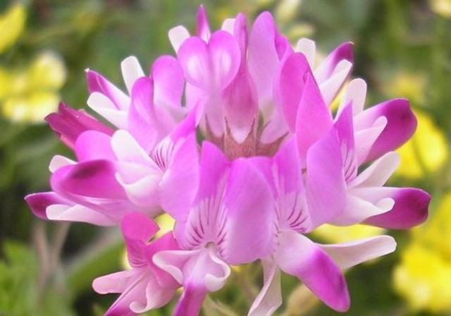 種植紫云英技巧方法，重視蟲害，要想產量高要注意的問題