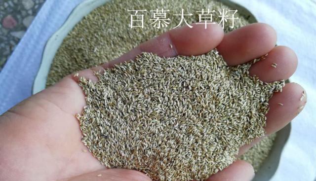 百慕大草坪經(jīng)濟價值以及播種管理技術(shù)