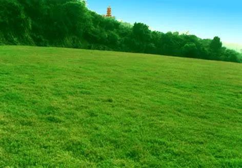 草坪如何才能美如畫，需要這幾個步驟