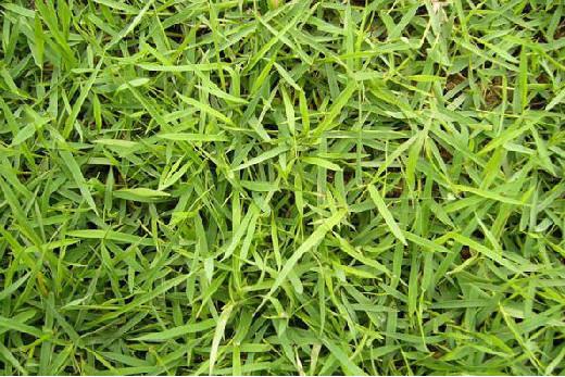 庭院草坪|院子里的天然草坪建植及養護方法 庭院草坪|院子里的天然草坪建植及養護方法