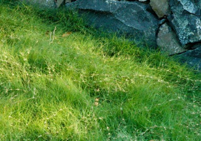 野牛草種植技術以及養護管理方法有哪些