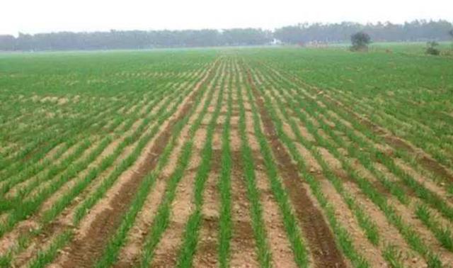 多年生黑麥草種植技術介紹與用途
