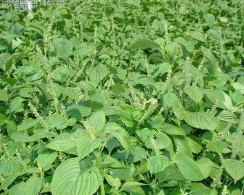 籽粒莧的飼用價(jià)值和種植方法管理技術(shù)