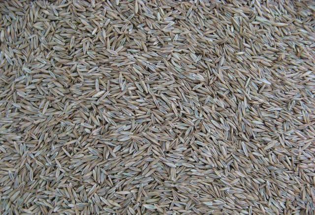 多年生黑麥草在我國的發展形式為何會這么的好？