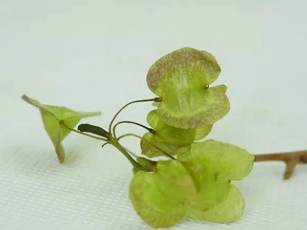 車桑子基本詳情介紹以及一車桑子的插花作品