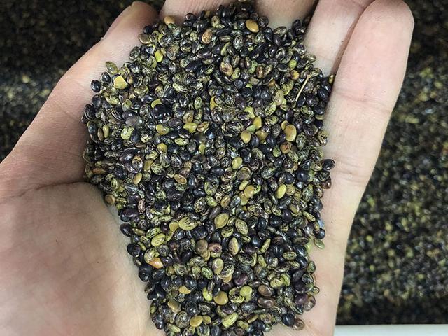 胡枝子的種植技術(shù)介紹，什么時(shí)候播種最佳？