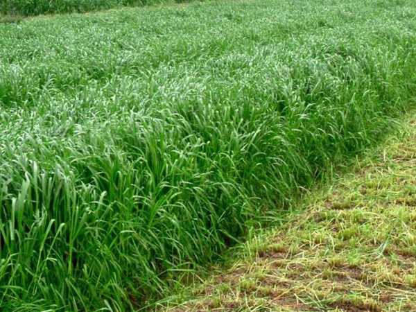 牧草養(yǎng)豬技術(shù)有什么需要注意的，牧草種植方法有哪些？