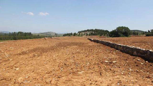 野牛草種植技術以及養護管理方法有哪些