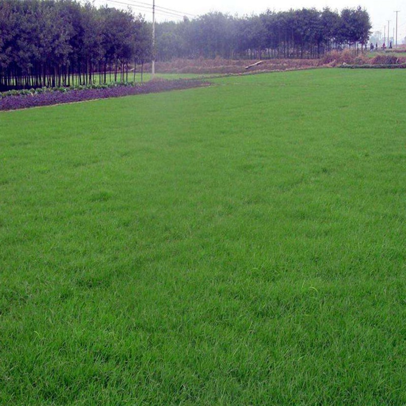 公路護(hù)坡常用草坪種子——高羊茅 公路護(hù)坡常用草坪種子——高羊茅