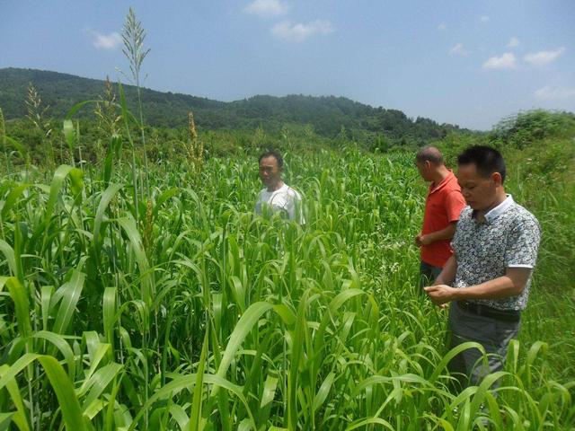 高丹草對環境有什么要求，在什么環境下存活