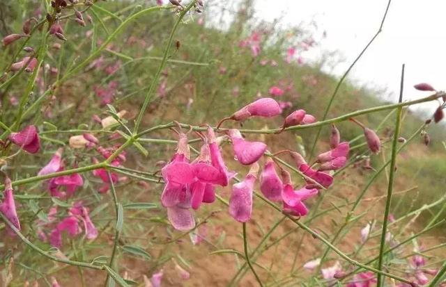 守護沙漠的花姑娘——花棒形態特征以及經濟價值