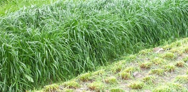 高丹草是優質的牧草，哪里有多年生的高丹草種子