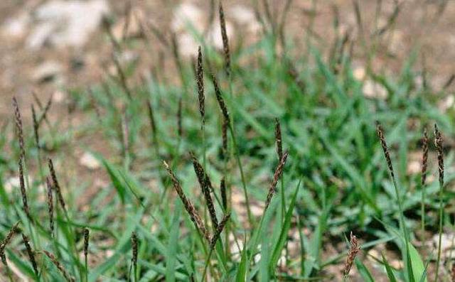 優(yōu)質草坪草——結縷草經濟價值與播種技術