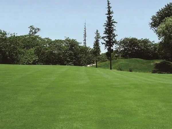 草坪養(yǎng)護(hù) | 夏季管理管理技術(shù)要點(diǎn)與栽培方法